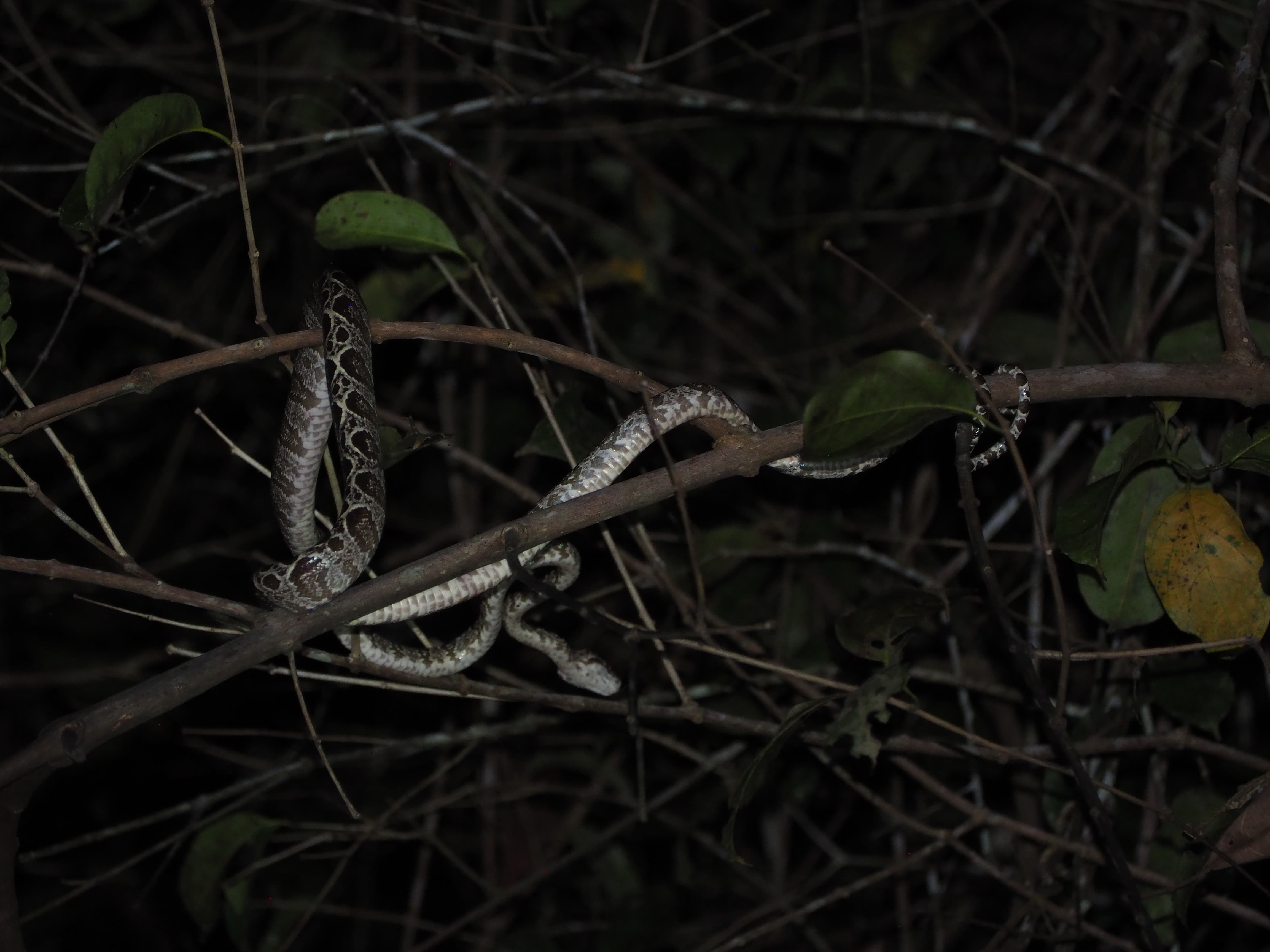 Pernoctes en la Selva