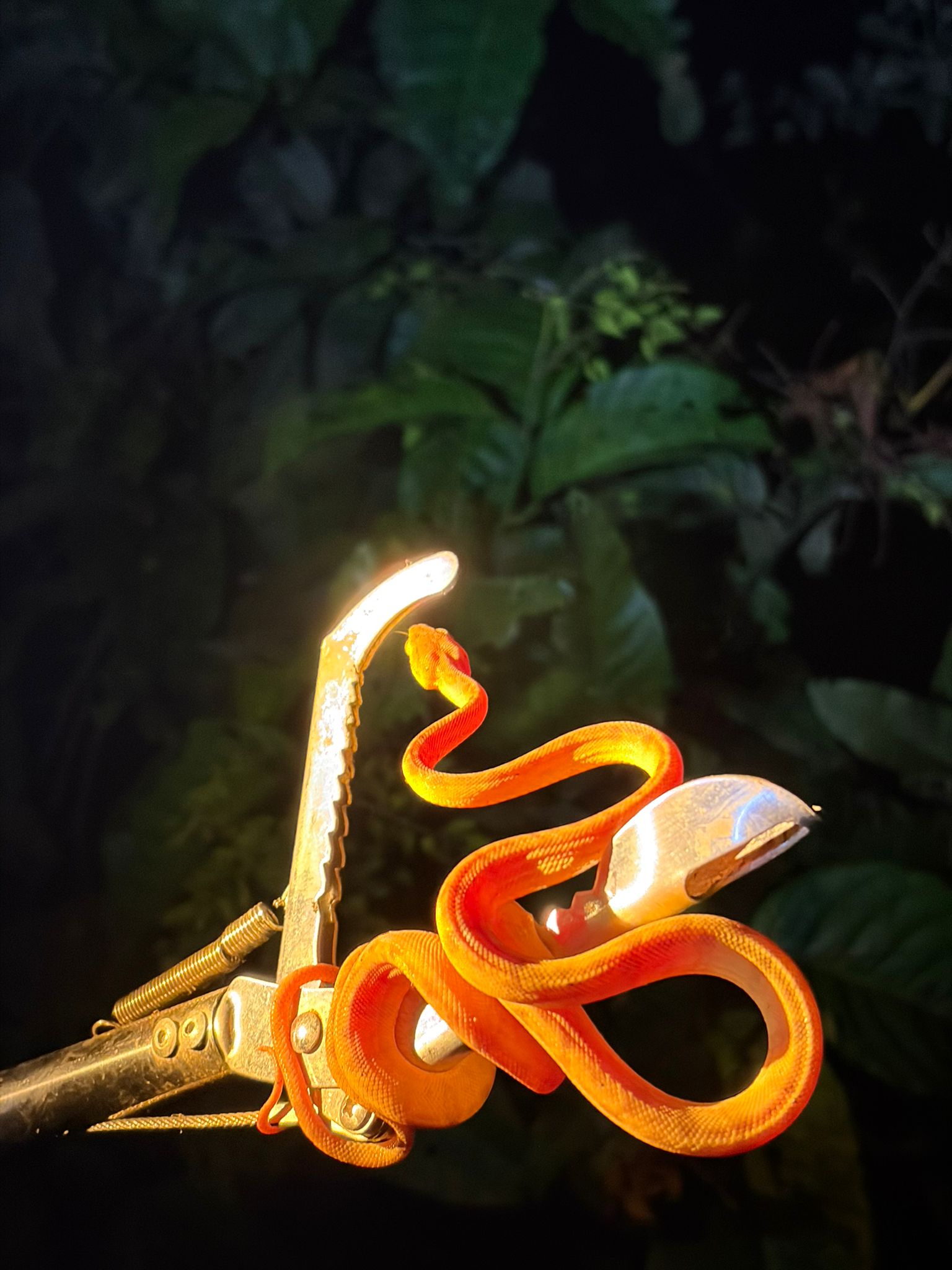 Pernocte en la Selva · Overnight