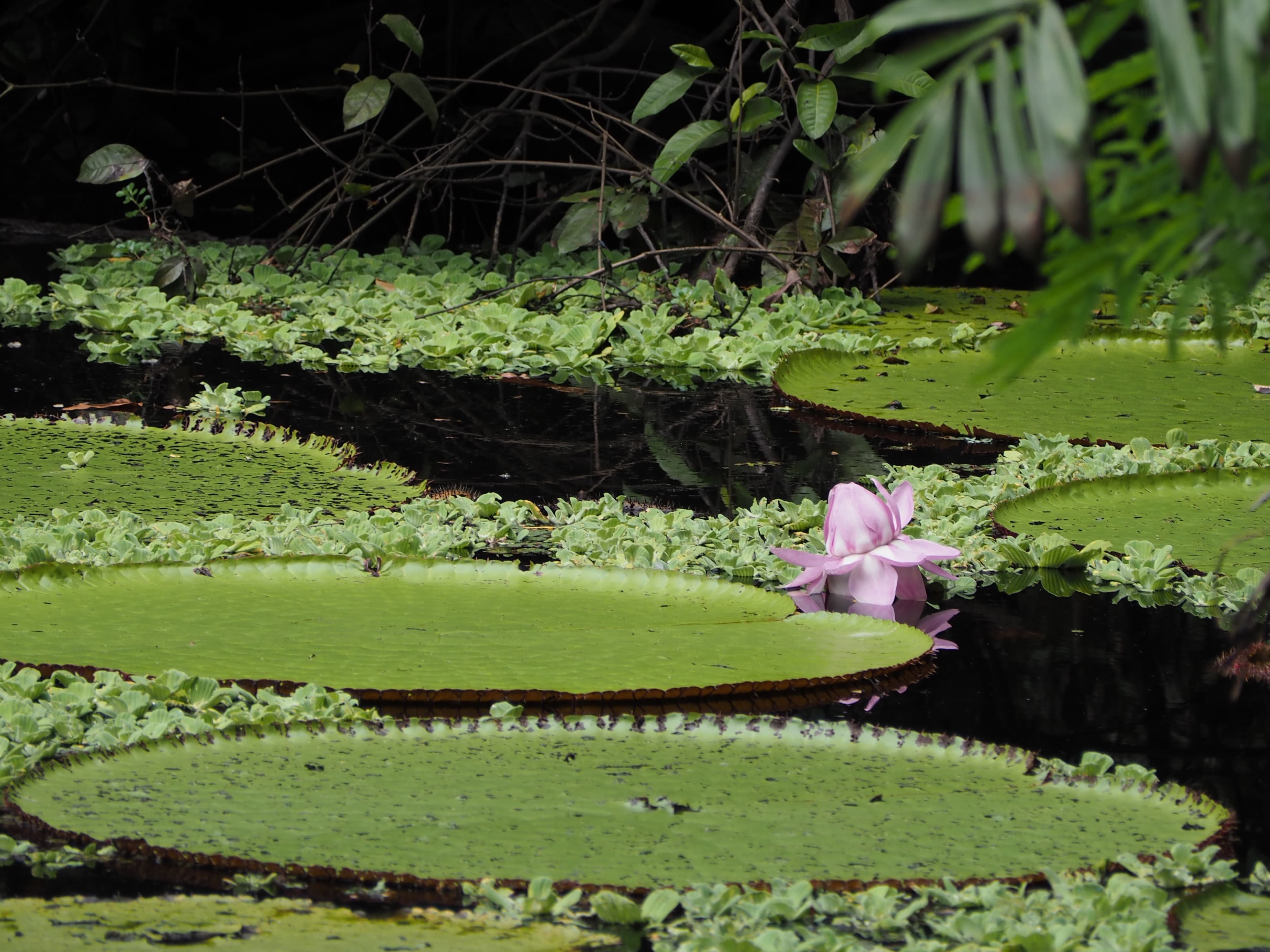 Full Day · Exploración en la Amazonas
